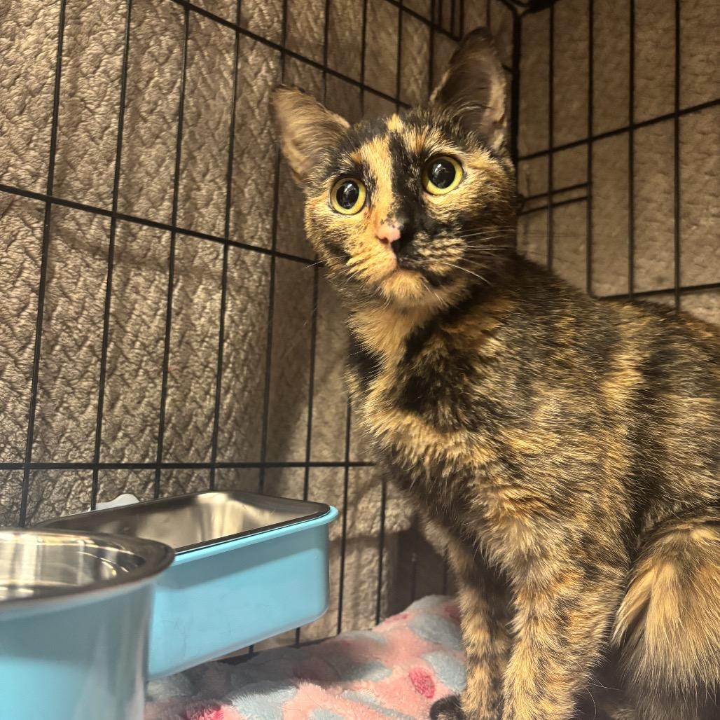 Enlarge Chili, a Adoptable Domestic Short Hair in Middleburg Heights , OH image 4/6