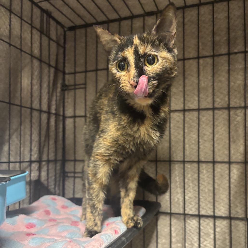 Enlarge Chili, a Adoptable Domestic Short Hair in Middleburg Heights , OH image 5/6