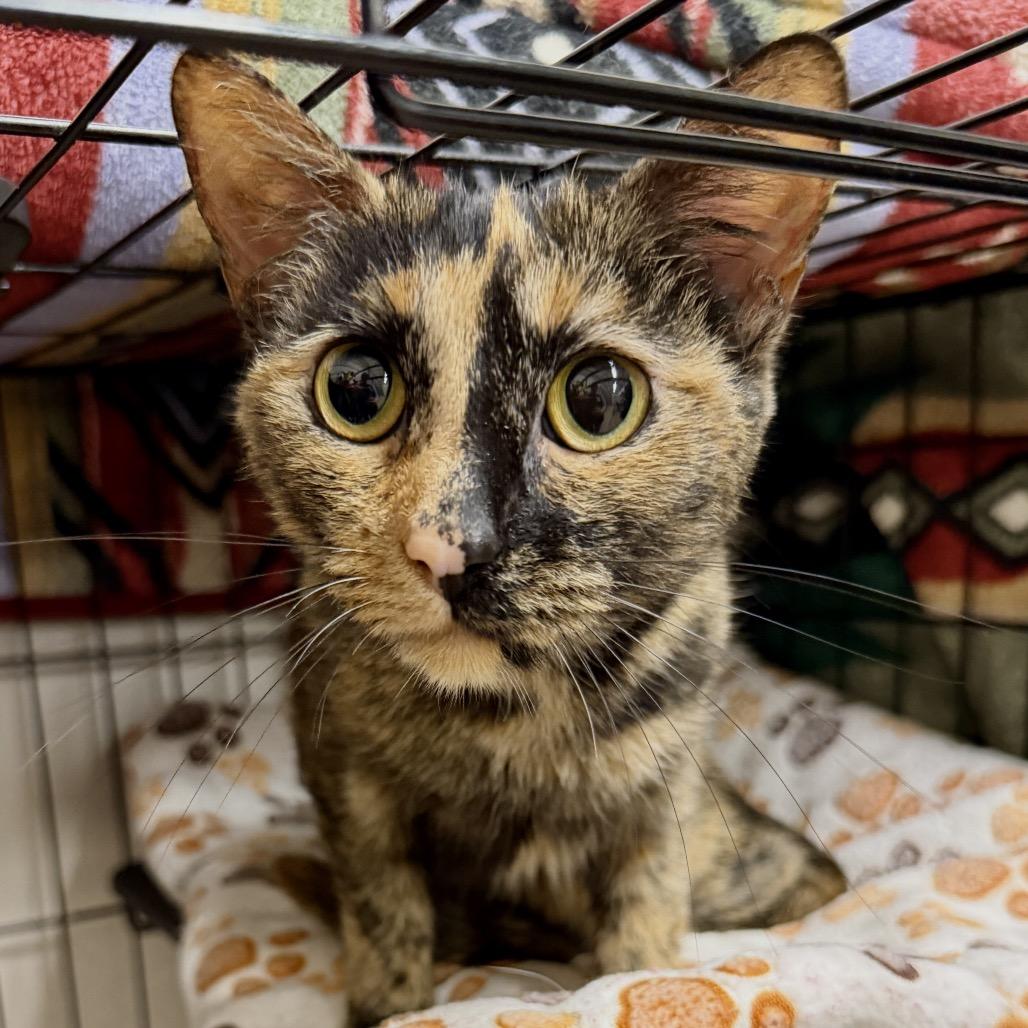 Enlarge Chili, a Adoptable Domestic Short Hair in Middleburg Heights , OH image 6/6