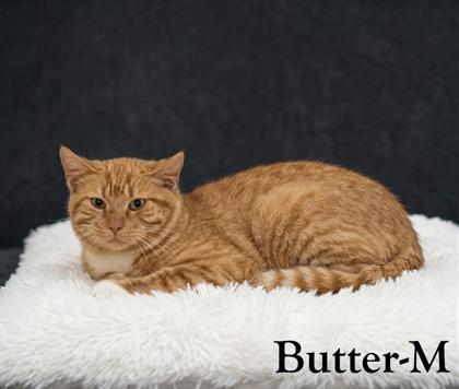 Butter, Adoptable, Adult Male Domestic Short Hair & Domestic Short Hair.