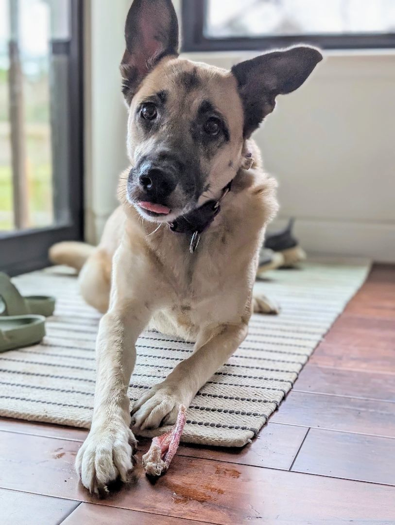 Beckett, Adoptable, Young Female Anatolian Shepherd.