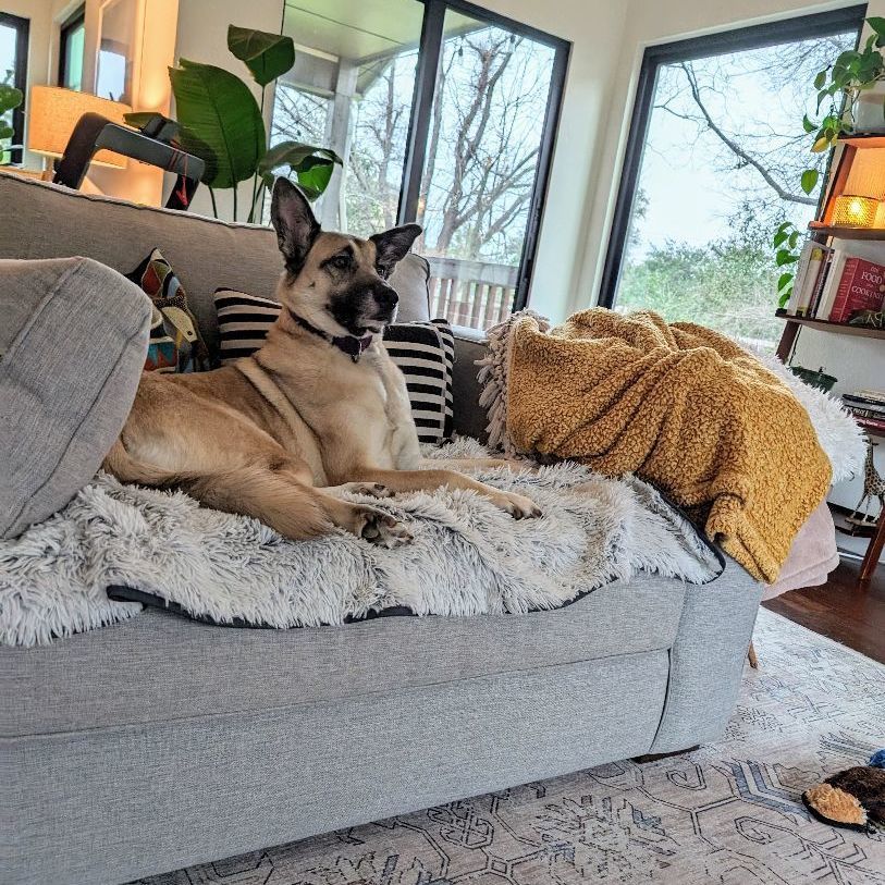 Enlarge Beckett, a Adoptable mixed breed in Austin, TX image 2/5