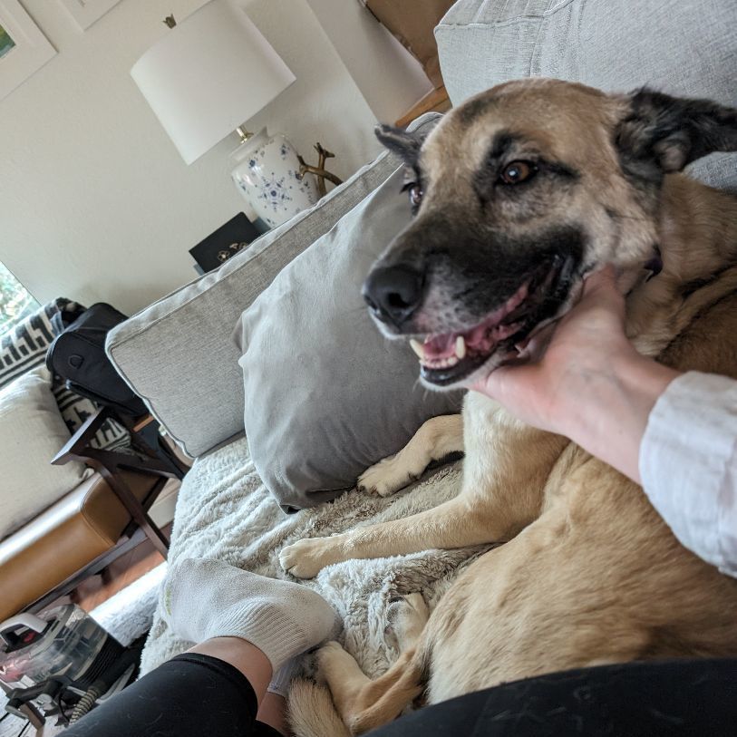 Enlarge Beckett, a Adoptable mixed breed in Austin, TX image 3/5