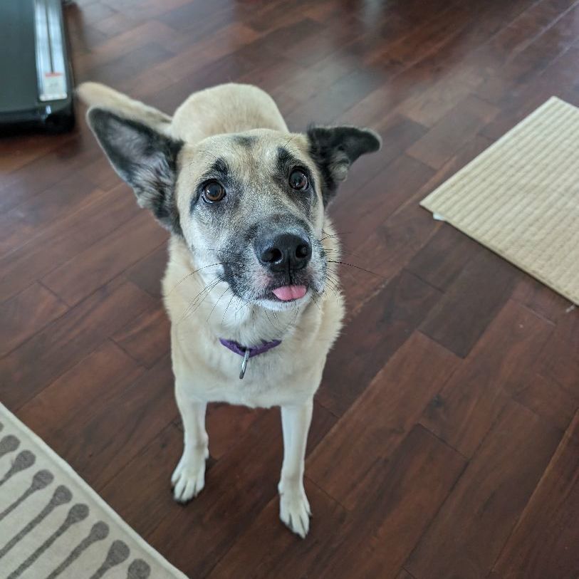 Enlarge Beckett, a Adoptable mixed breed in Austin, TX image 4/5