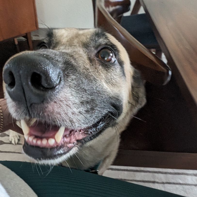 Enlarge Beckett, a Adoptable mixed breed in Austin, TX image 5/5