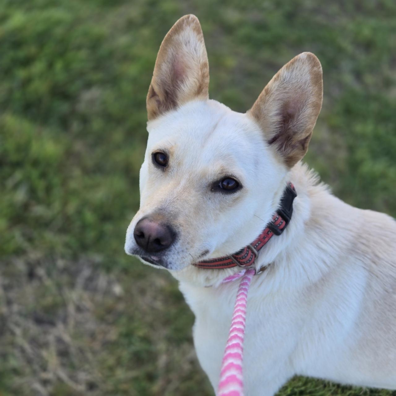 Sirius, a Adoptable mixed breed in Mansfield, TX image 1/5