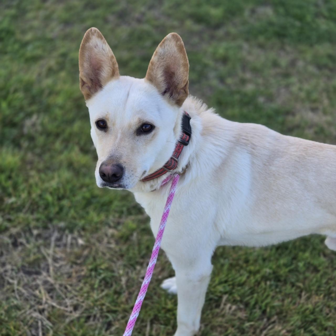 Sirius, a Adoptable mixed breed in Mansfield, TX image 3/5