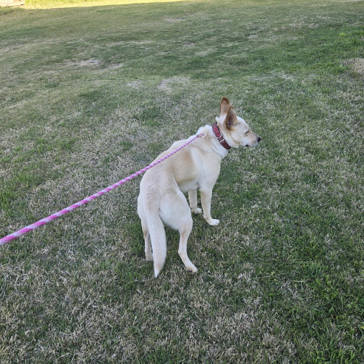Sirius, a Adoptable mixed breed in Mansfield, TX image 5/5