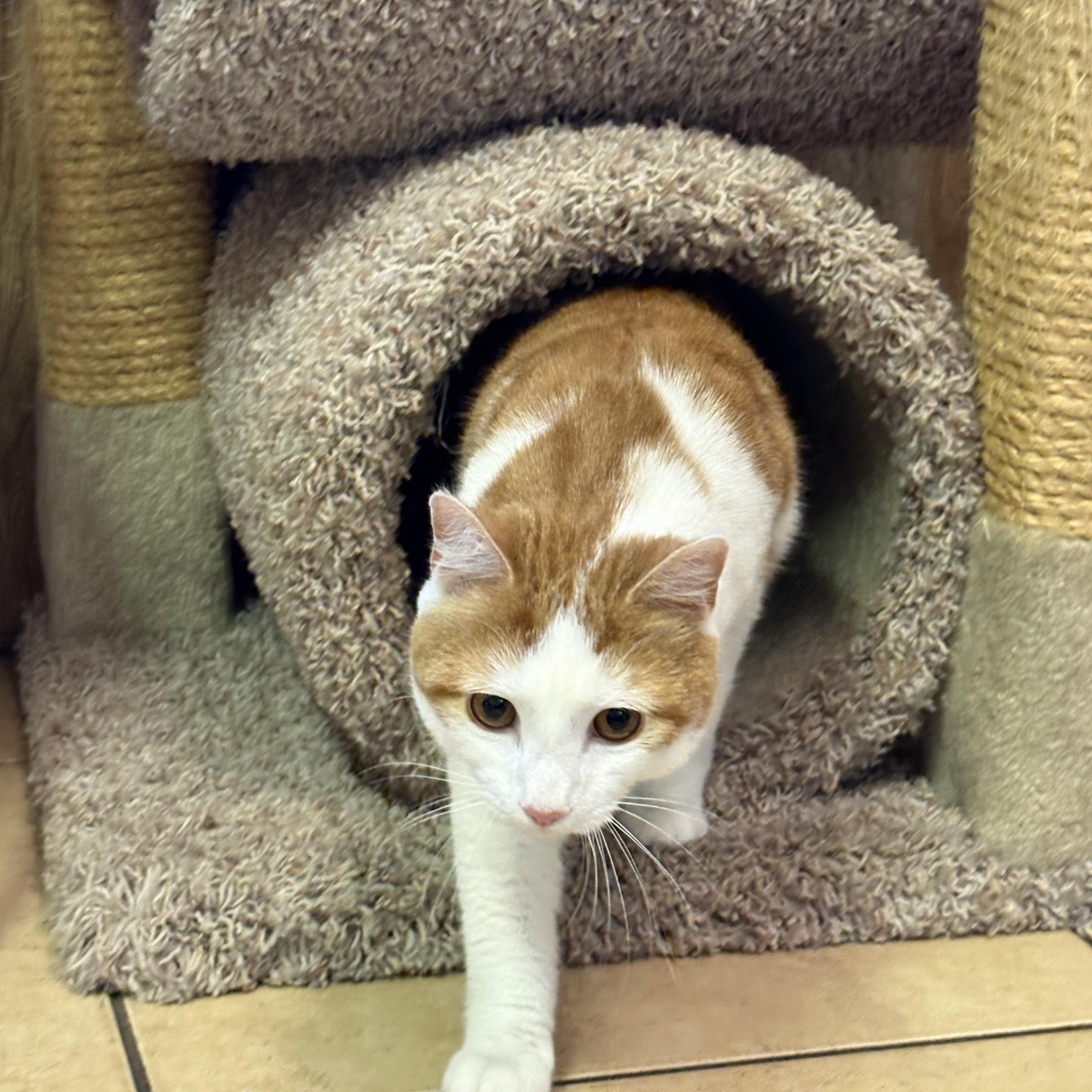 Enlarge Tigger, an adopted Domestic Short Hair in Linden, NJ image 3/6