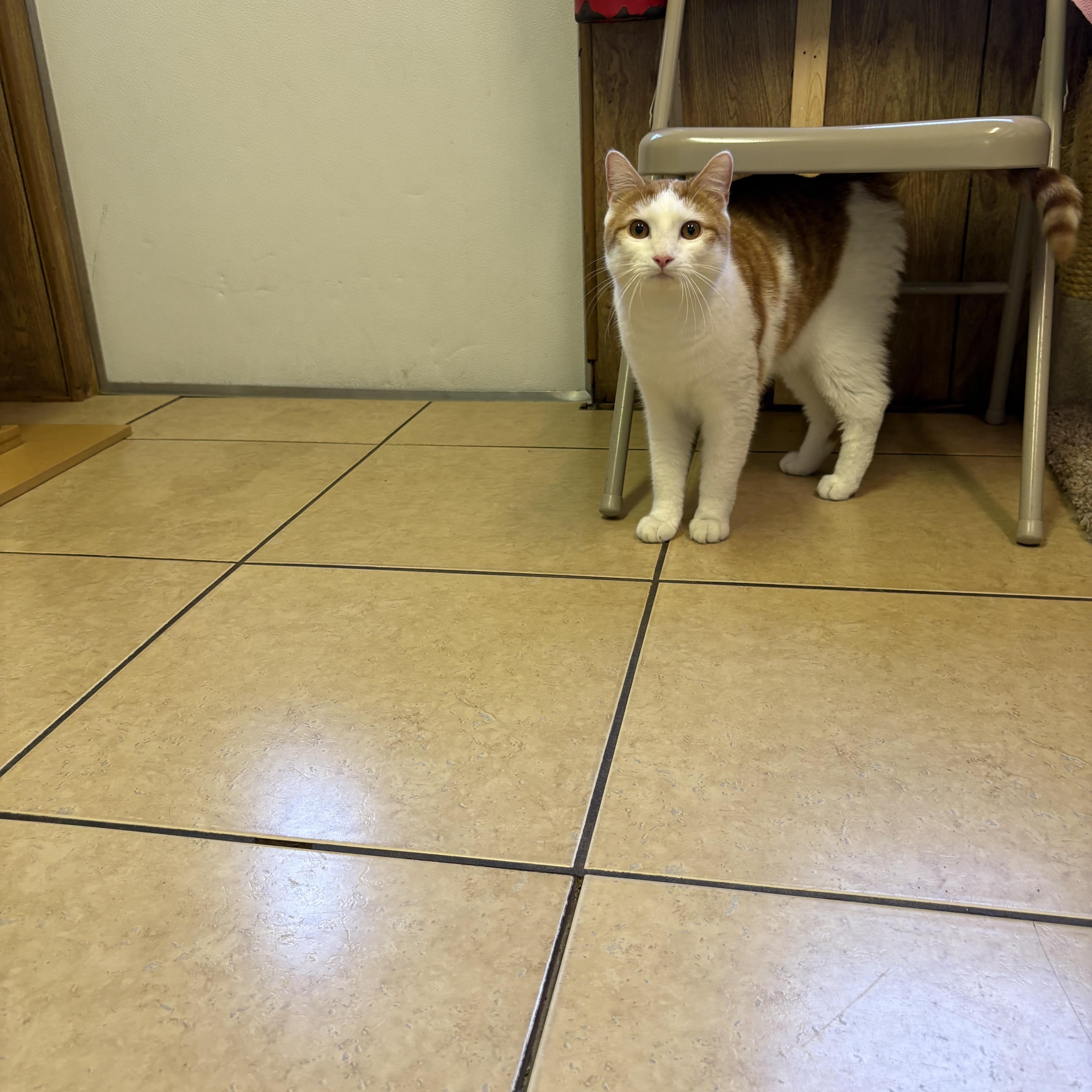 Enlarge Tigger, an adopted Domestic Short Hair in Linden, NJ image 2/6