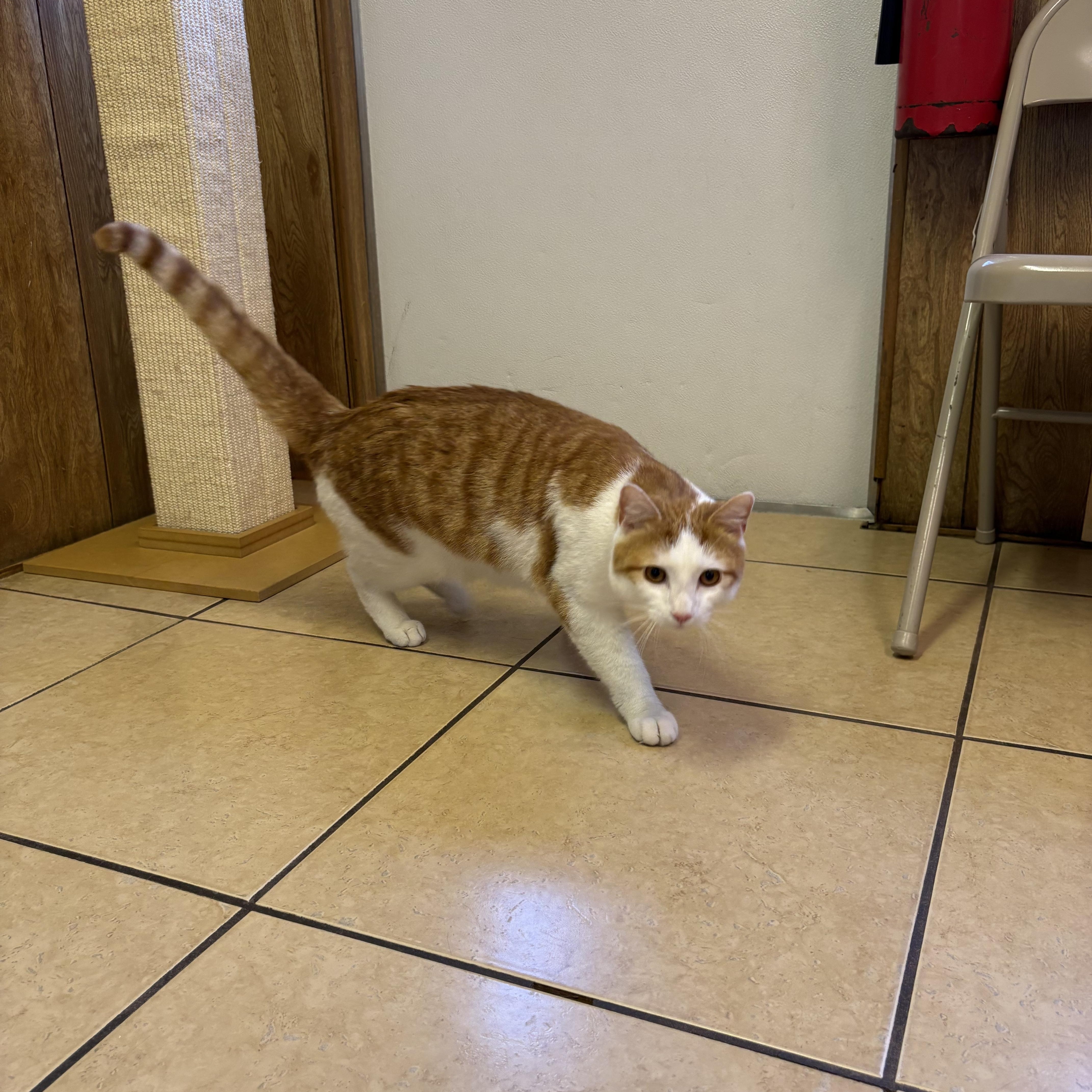 Enlarge Tigger, an adopted Domestic Short Hair in Linden, NJ image 6/6