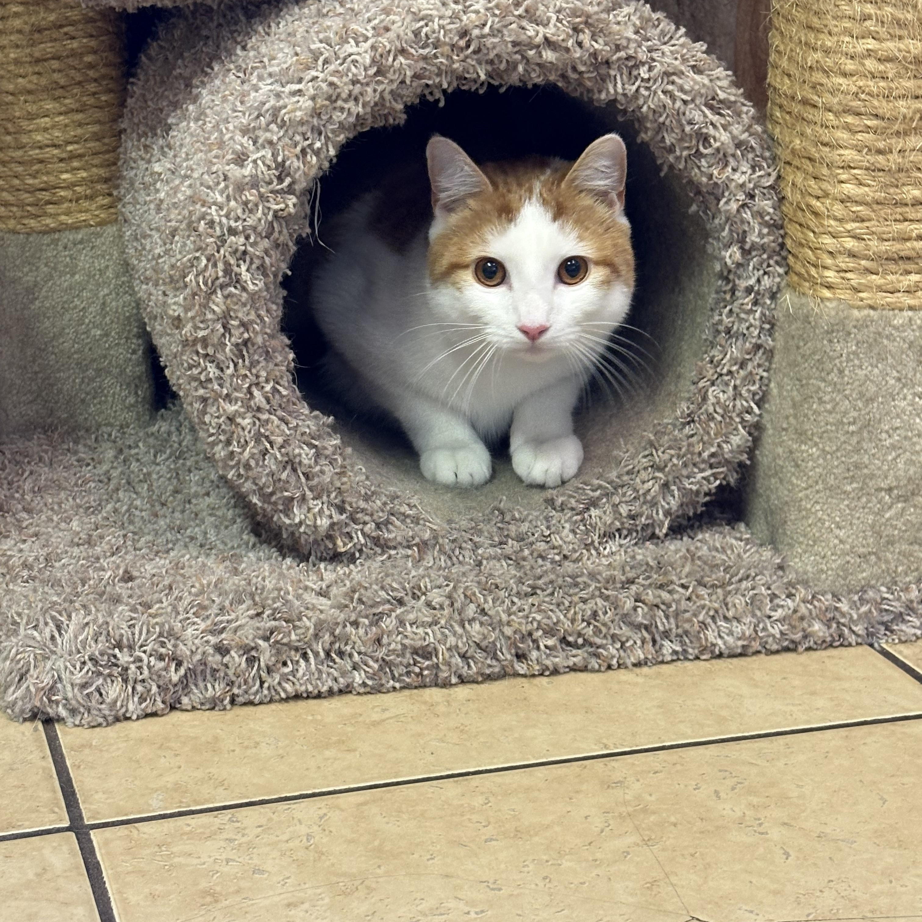 Enlarge Tigger, an adopted Domestic Short Hair in Linden, NJ image 4/6