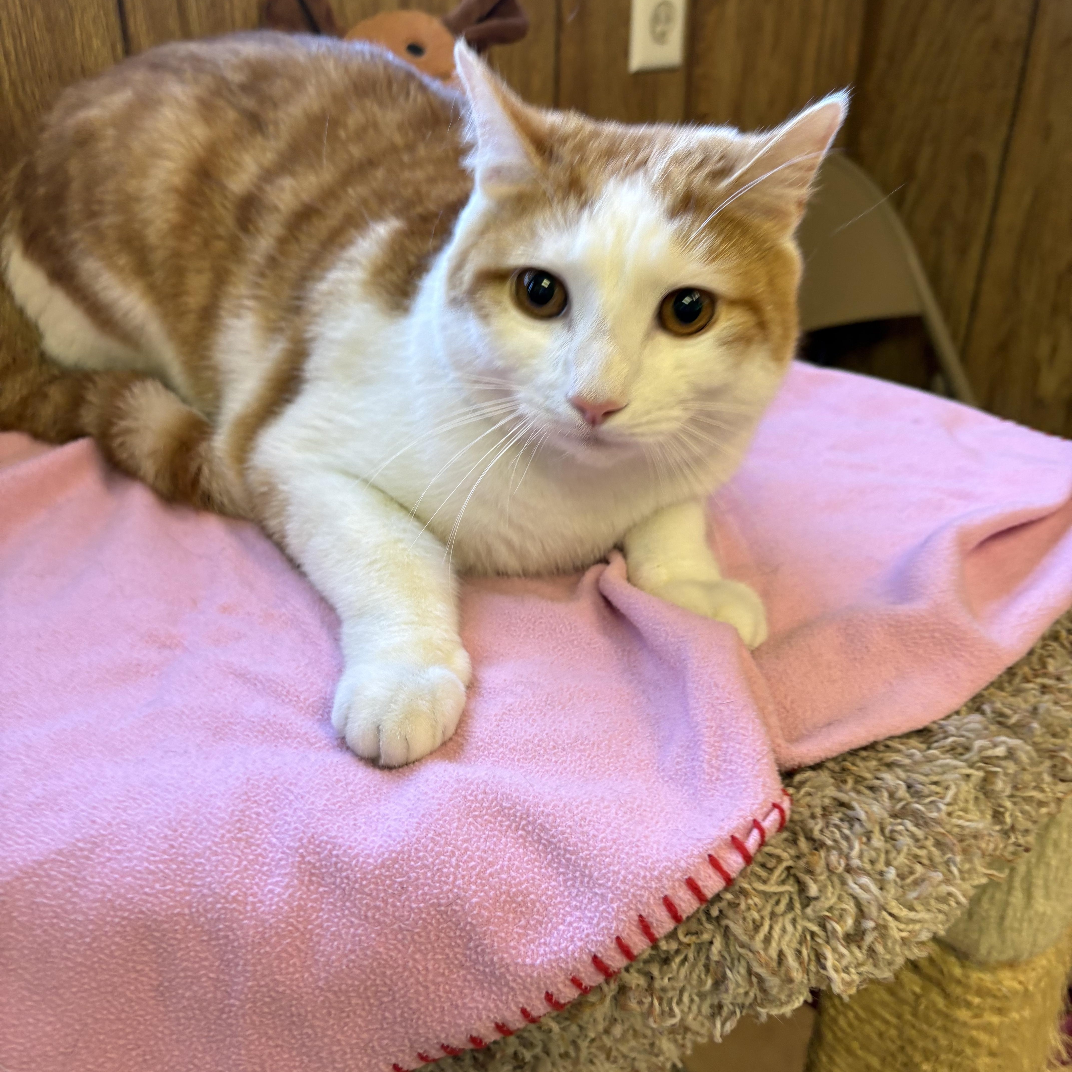 Enlarge Tigger, an adopted Domestic Short Hair in Linden, NJ image 5/6