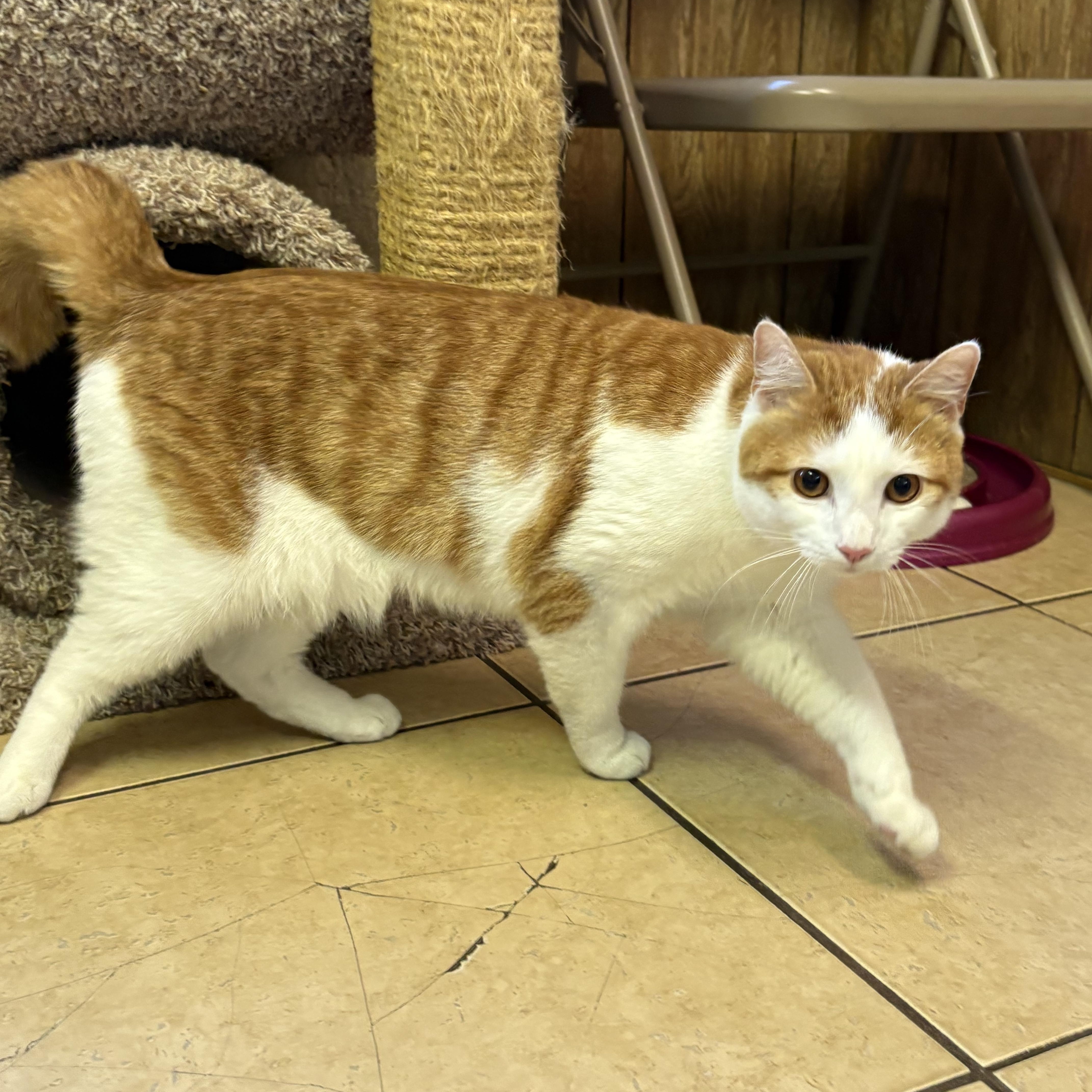 Tigger, adopted, Young Male Domestic Short Hair.