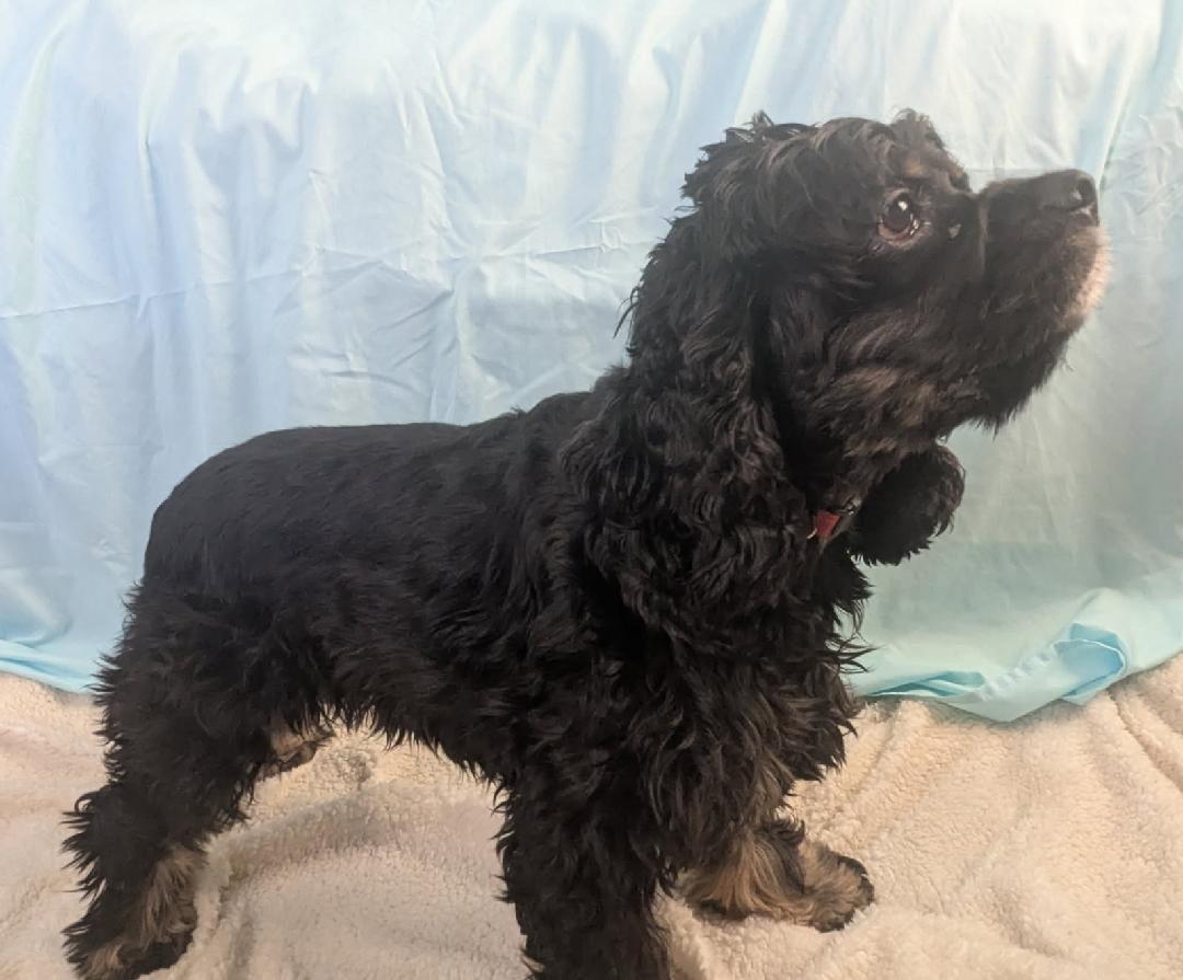 Auggie, a Adoptable Cocker Spaniel in Farmington, MN image 4/6