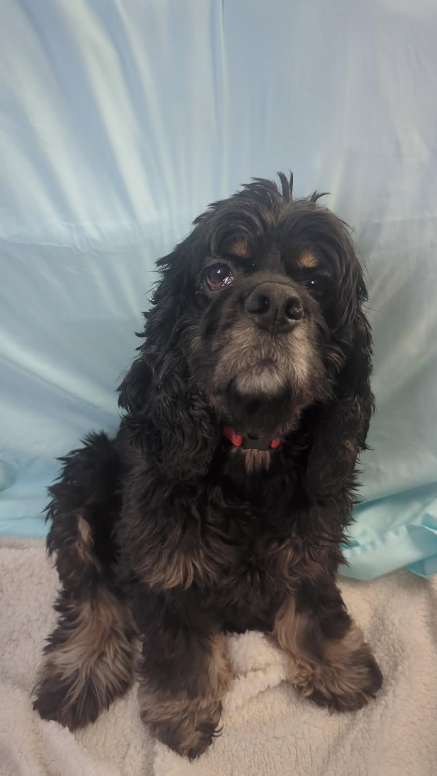 Auggie, a Adoptable Cocker Spaniel in Farmington, MN image 2/6
