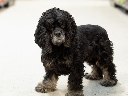 Auggie, Adoptable, Adult Male Cocker Spaniel.
