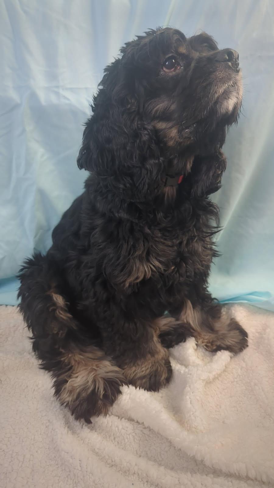 Auggie, a Adoptable Cocker Spaniel in Farmington, MN image 3/6