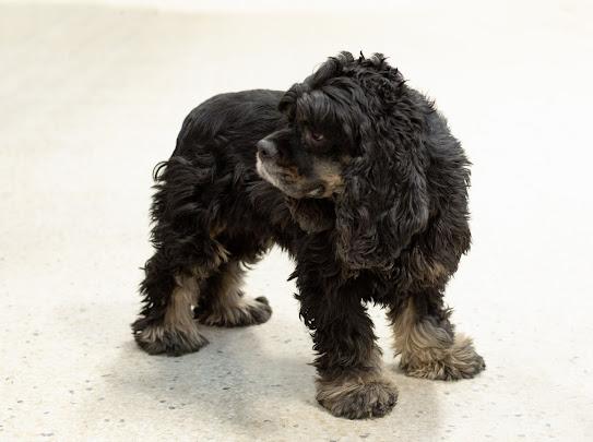 Auggie, a Adoptable Cocker Spaniel in Farmington, MN image 6/6