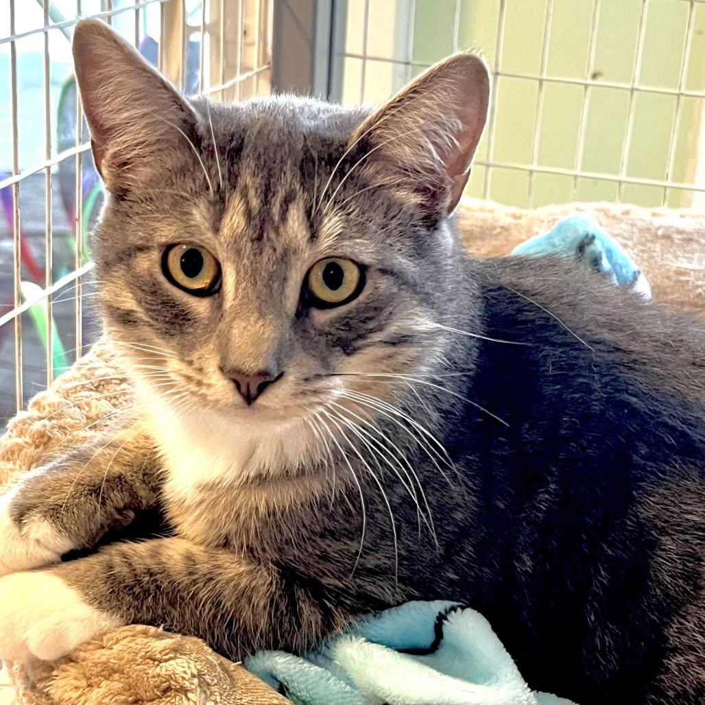 Jeremiah, Adoptable, Young Male Domestic Short Hair.