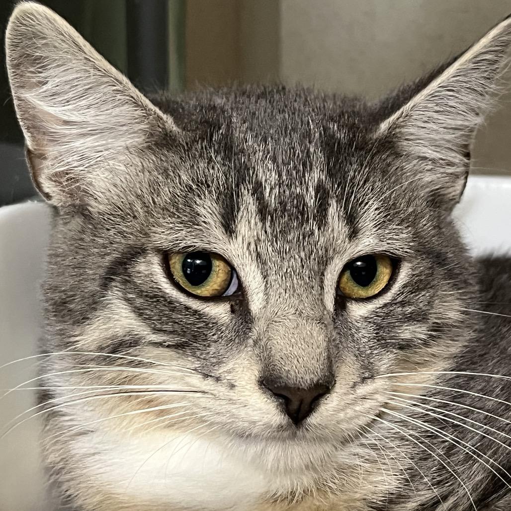 Enlarge Jeremiah, a Adoptable Domestic Short Hair in Calverton, NY image 1/1