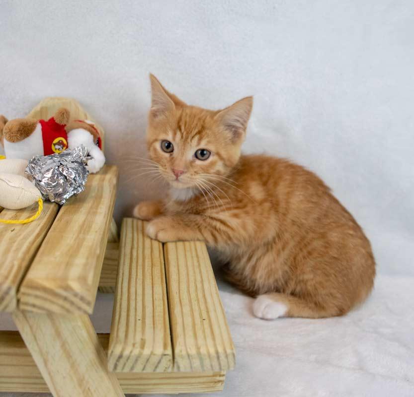 Enlarge Neon, an adopted Domestic Short Hair in Kennesaw, GA image 6/6