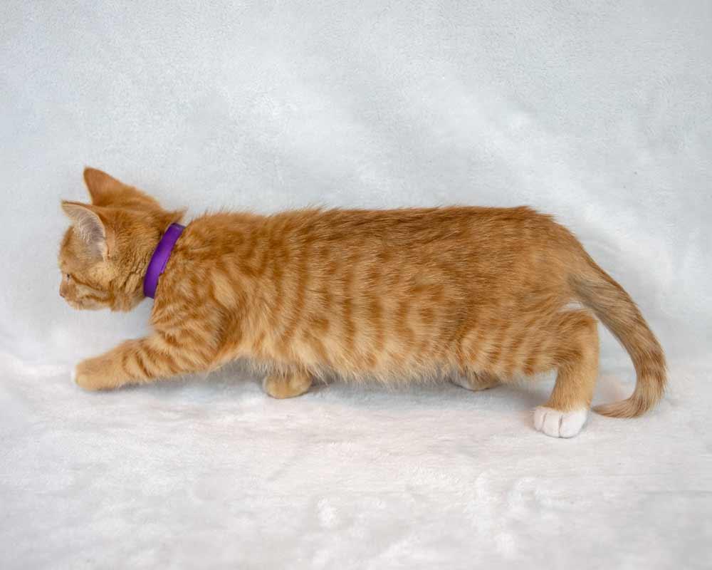 Enlarge Neon, an adopted Domestic Short Hair in Kennesaw, GA image 3/6