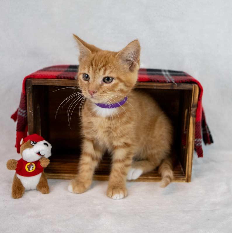 Enlarge Neon, an adopted Domestic Short Hair in Kennesaw, GA image 5/6