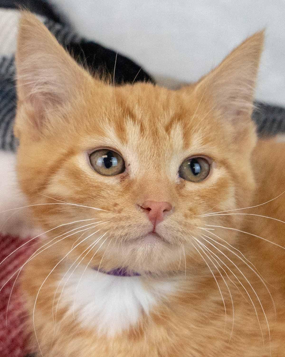 Enlarge Neon, an adopted Domestic Short Hair in Kennesaw, GA image 1/6