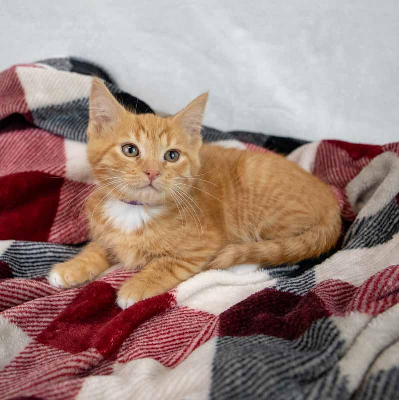 Enlarge Neon, an adopted Domestic Short Hair in Kennesaw, GA image 2/6