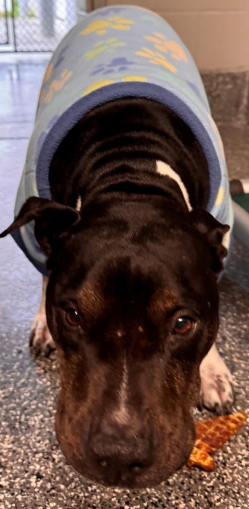 Roxy, Adoptable, Adult Female Pit Bull Terrier.