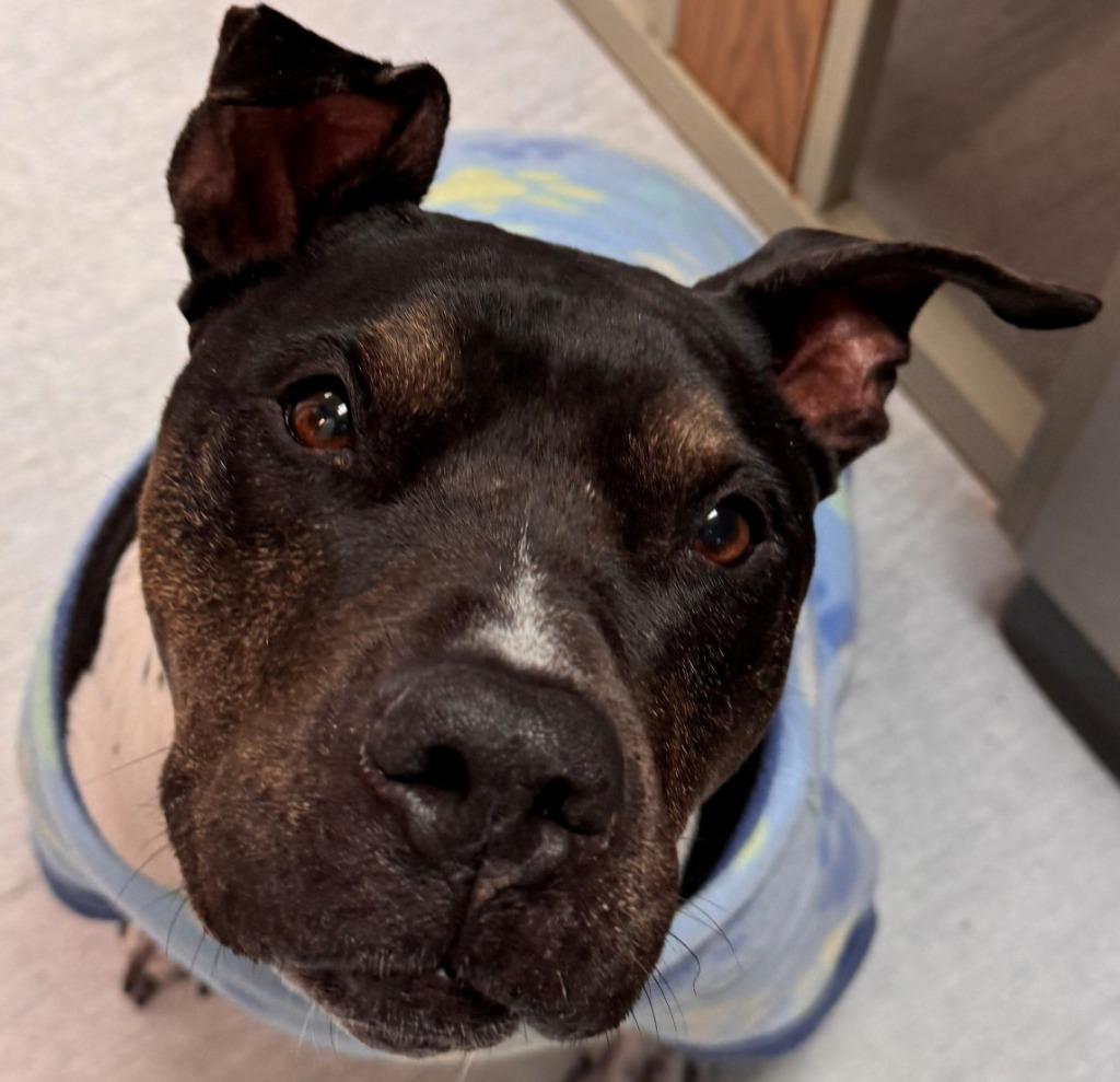 Enlarge Roxy, a Adoptable mixed breed in Kenai, AK image 2/3