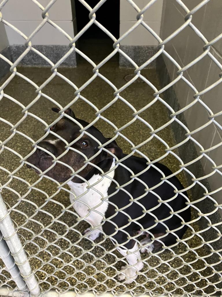 Enlarge Roxy, a Adoptable mixed breed in Kenai, AK image 3/3