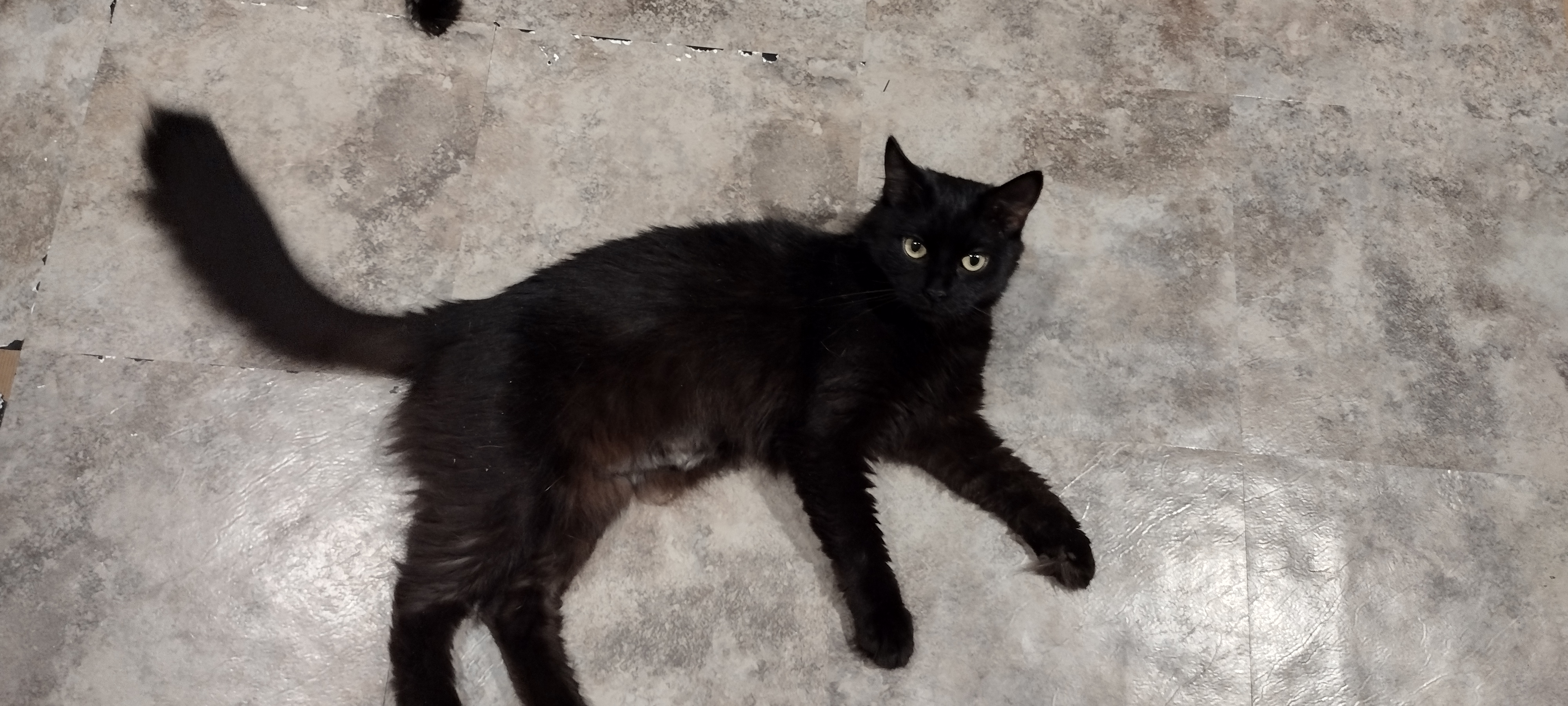 Circe