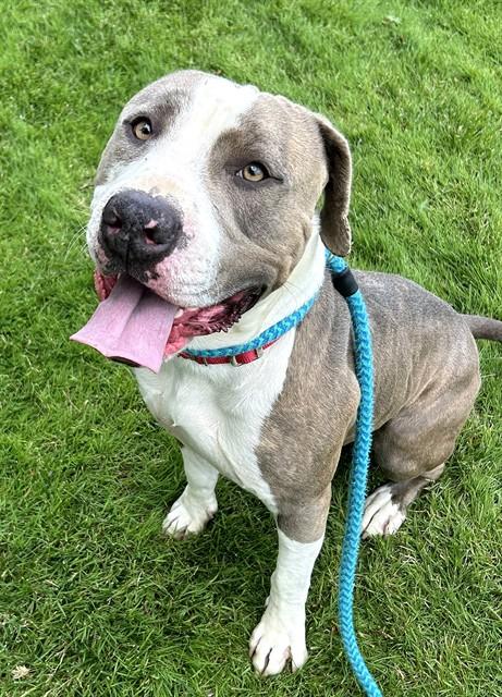 PHILIPPE, Adoptable, Young Male Pit Bull Terrier.