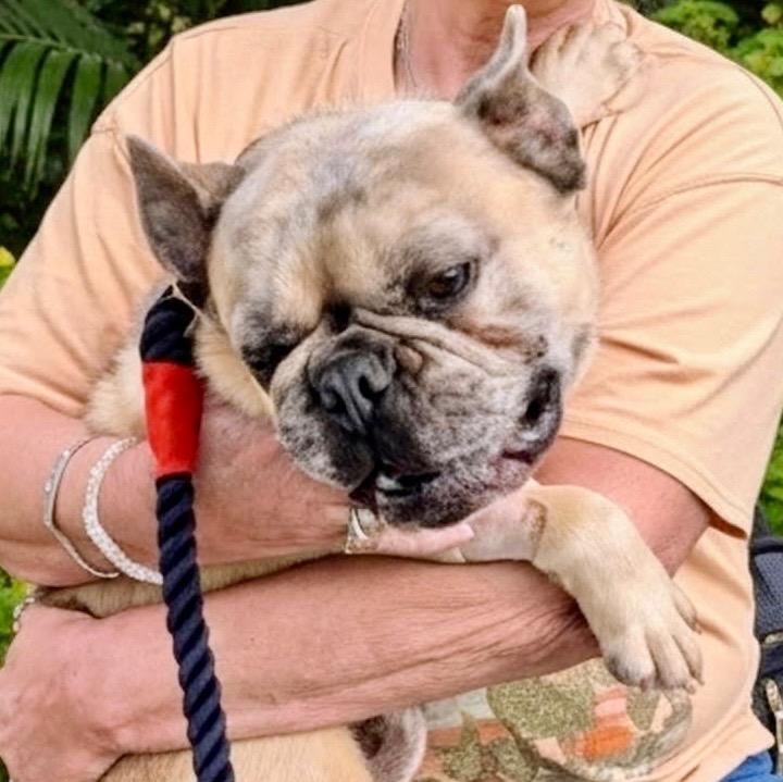 Jack, Adopted, Adult Male American Bulldog & French Bulldog.