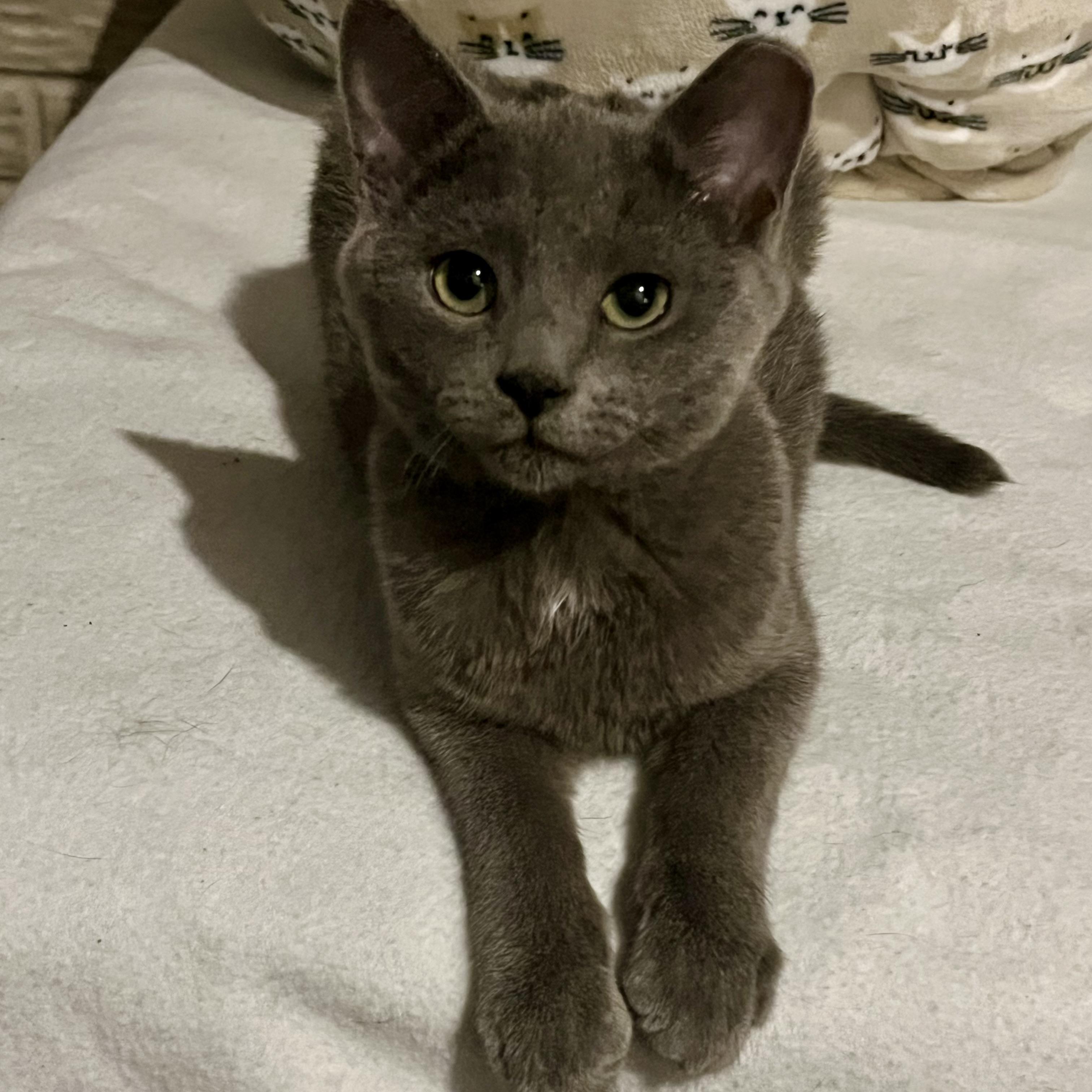 Enlarge Elvis, a Adoptable Domestic Short Hair in Lake Geneva, WI image 2/6