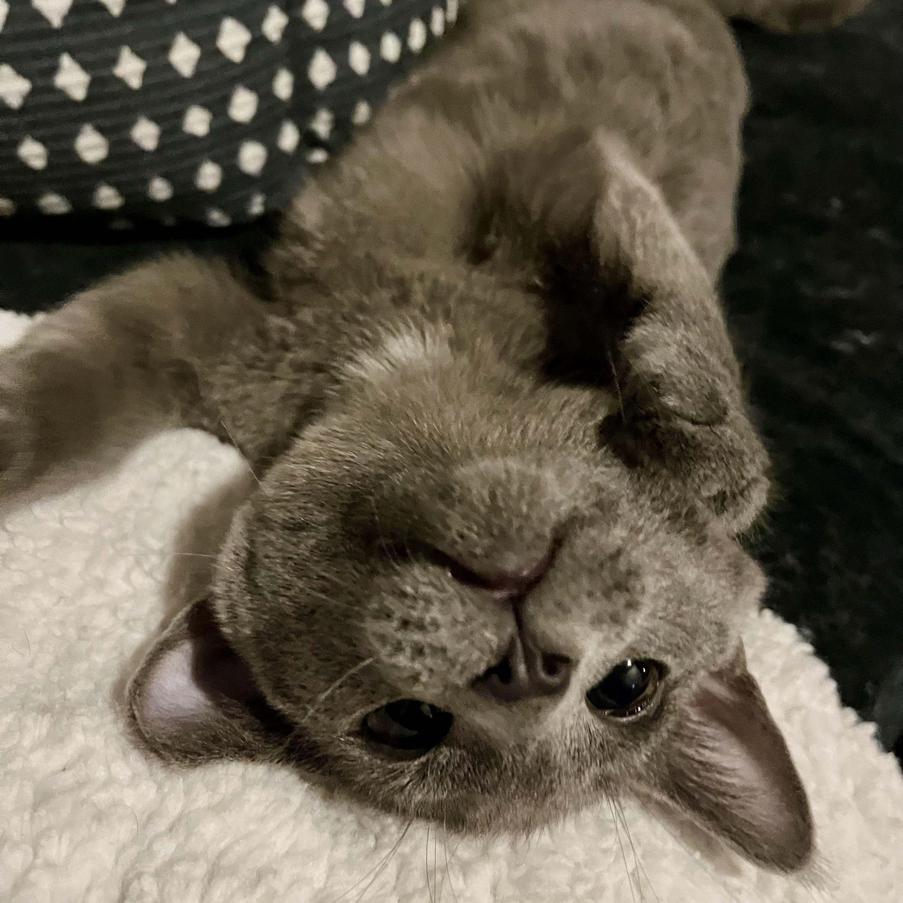 Enlarge Elvis, a Adoptable Domestic Short Hair in Lake Geneva, WI image 3/6