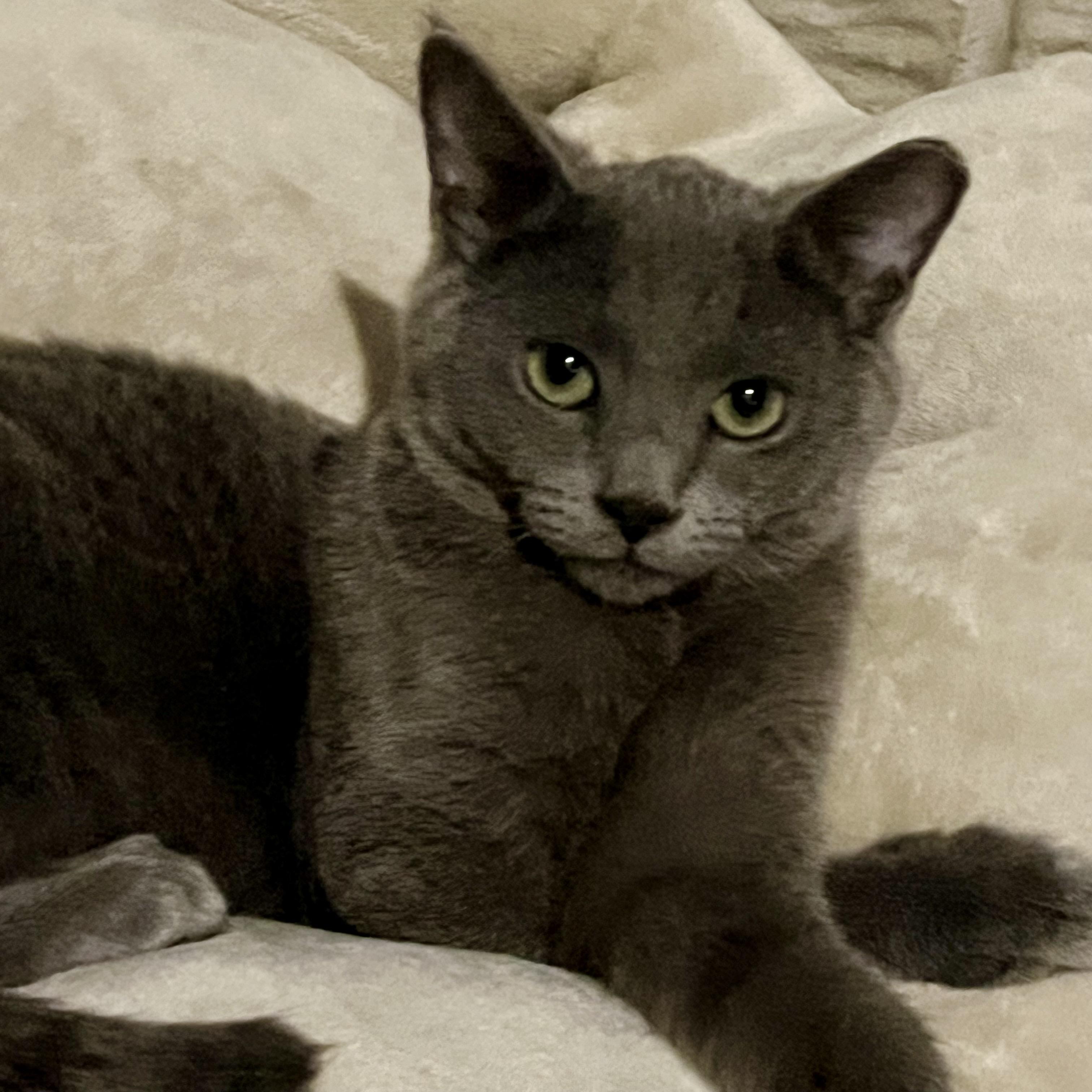 Enlarge Elvis, a Adoptable Domestic Short Hair in Lake Geneva, WI image 4/6