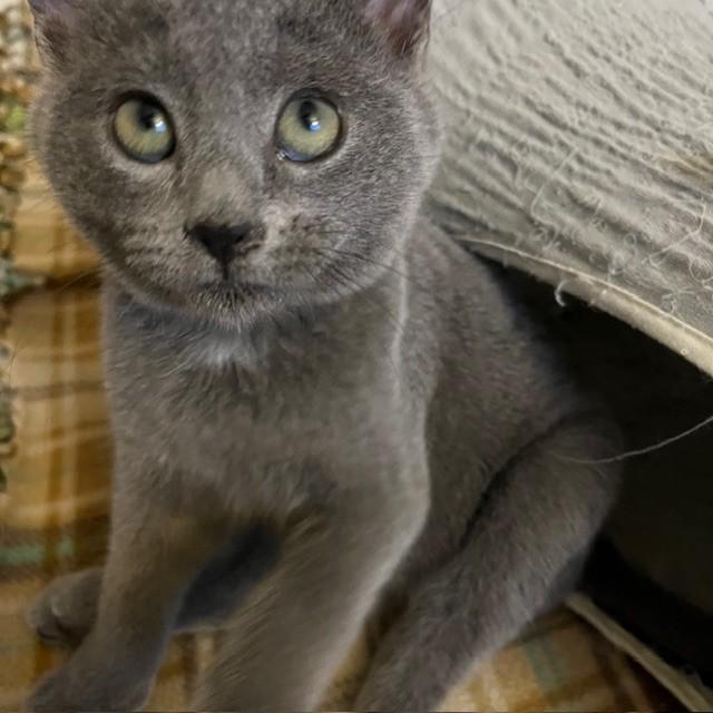 Elvis, Adoptable, Kitten Male Domestic Short Hair.