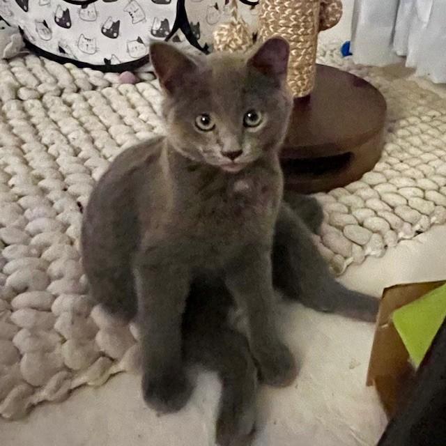 Enlarge Elvis, a Adoptable Domestic Short Hair in Lake Geneva, WI image 6/6