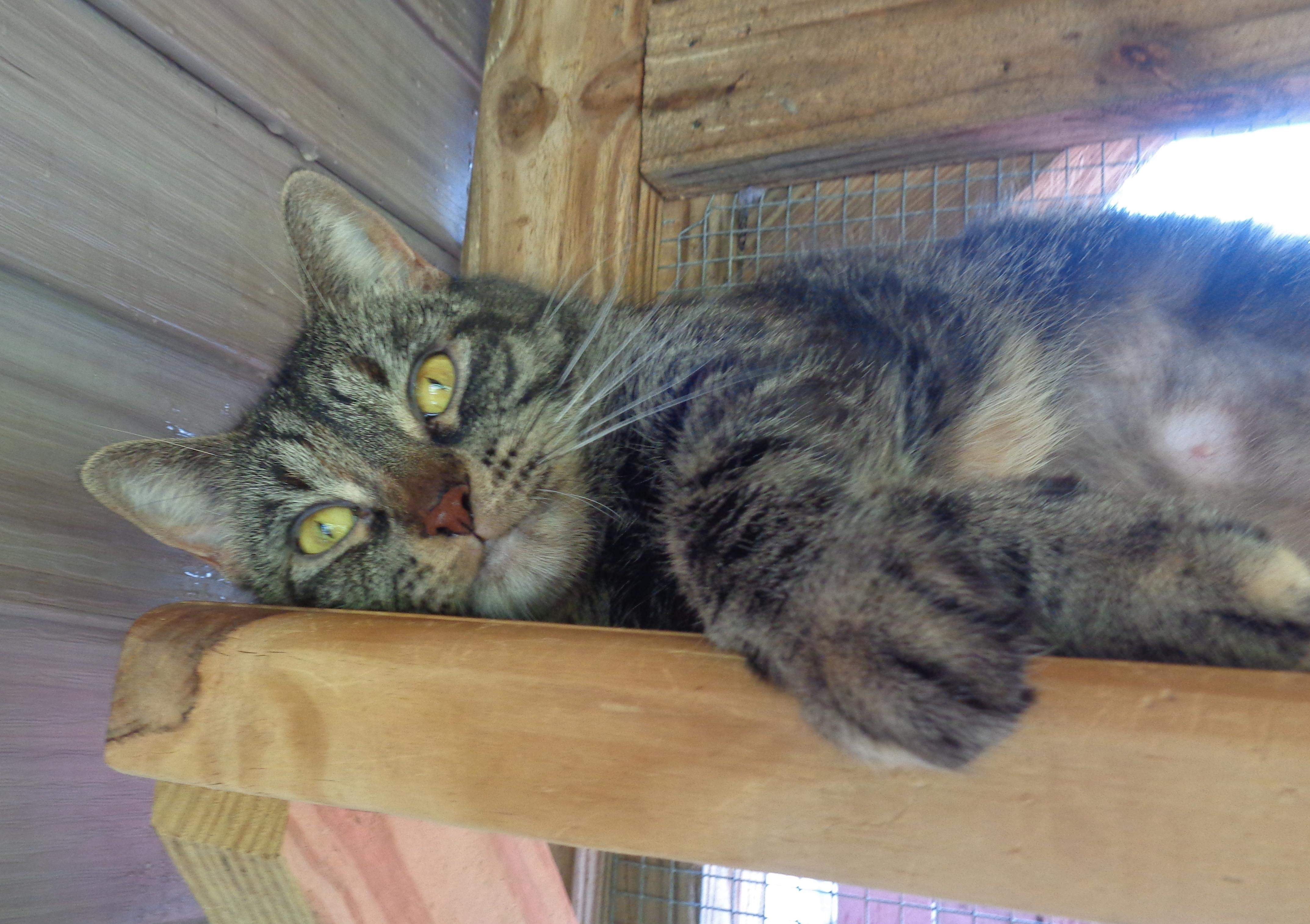 FAUNA, a Adoptable Tiger in Delhi, NY image 3/6