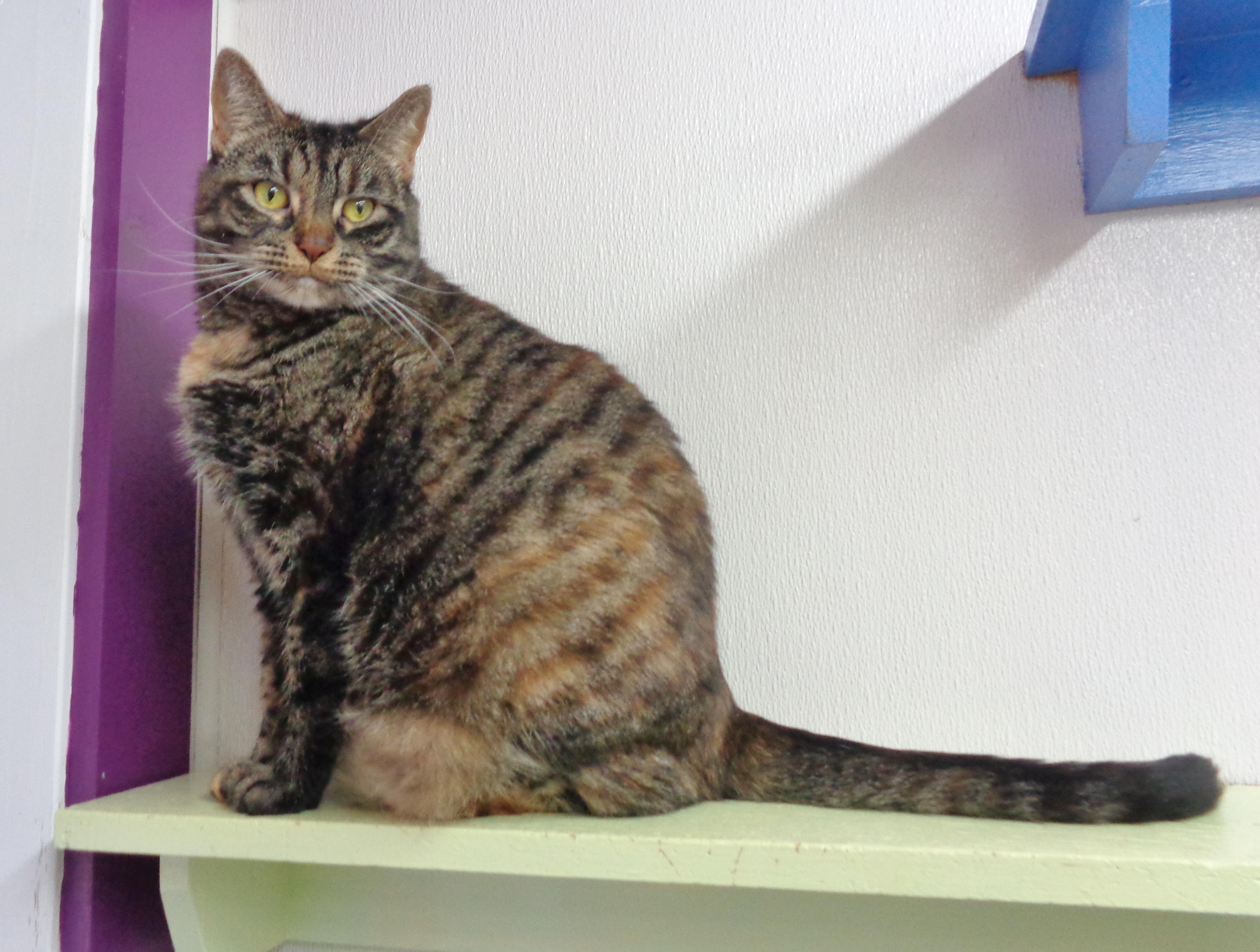 FAUNA, Adoptable, Adult Female Tiger.