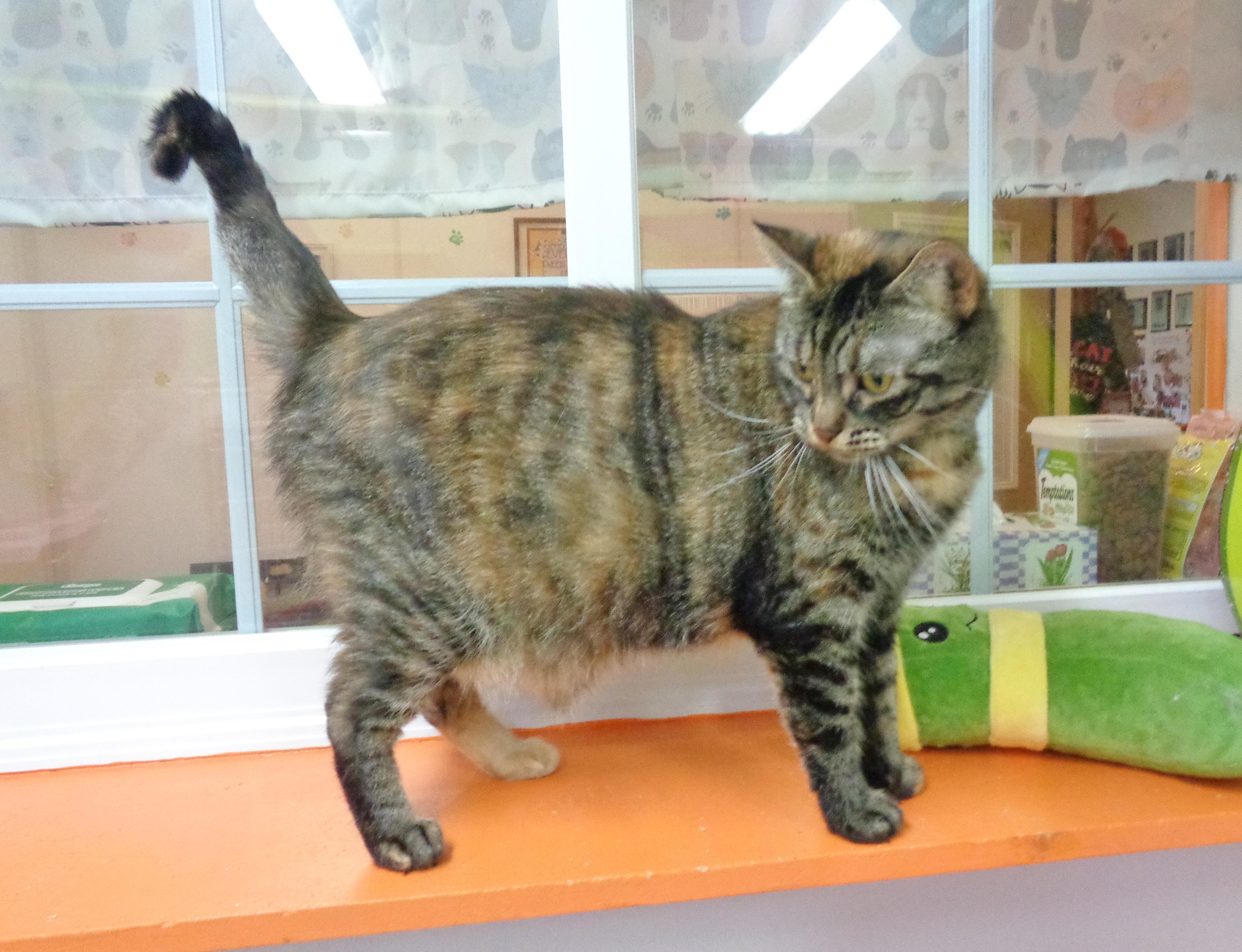 FAUNA, Adoptable, Adult Female Tiger.