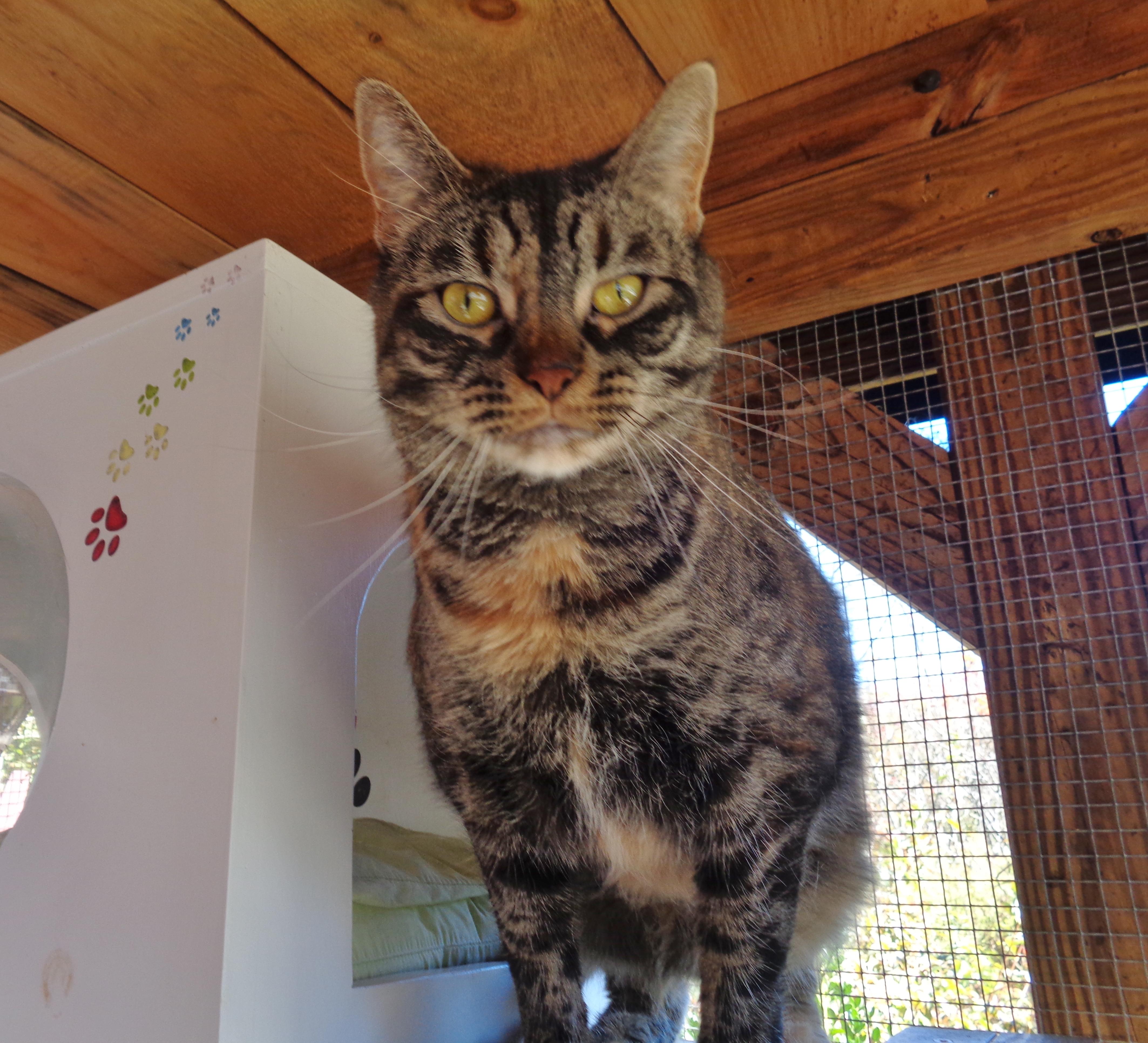 FAUNA, a Adoptable Tiger in Delhi, NY image 4/6