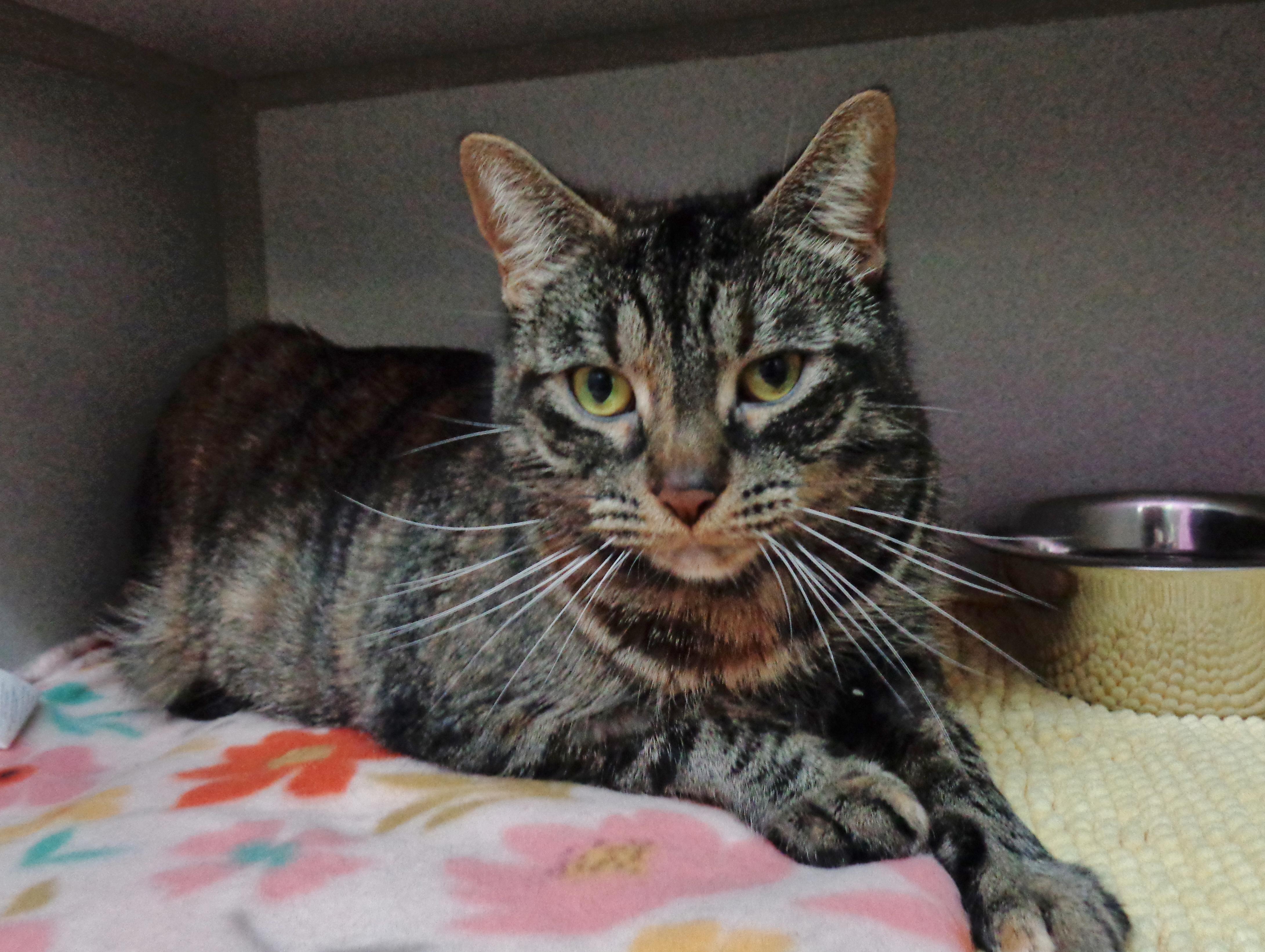 FAUNA, Adult Female Tiger