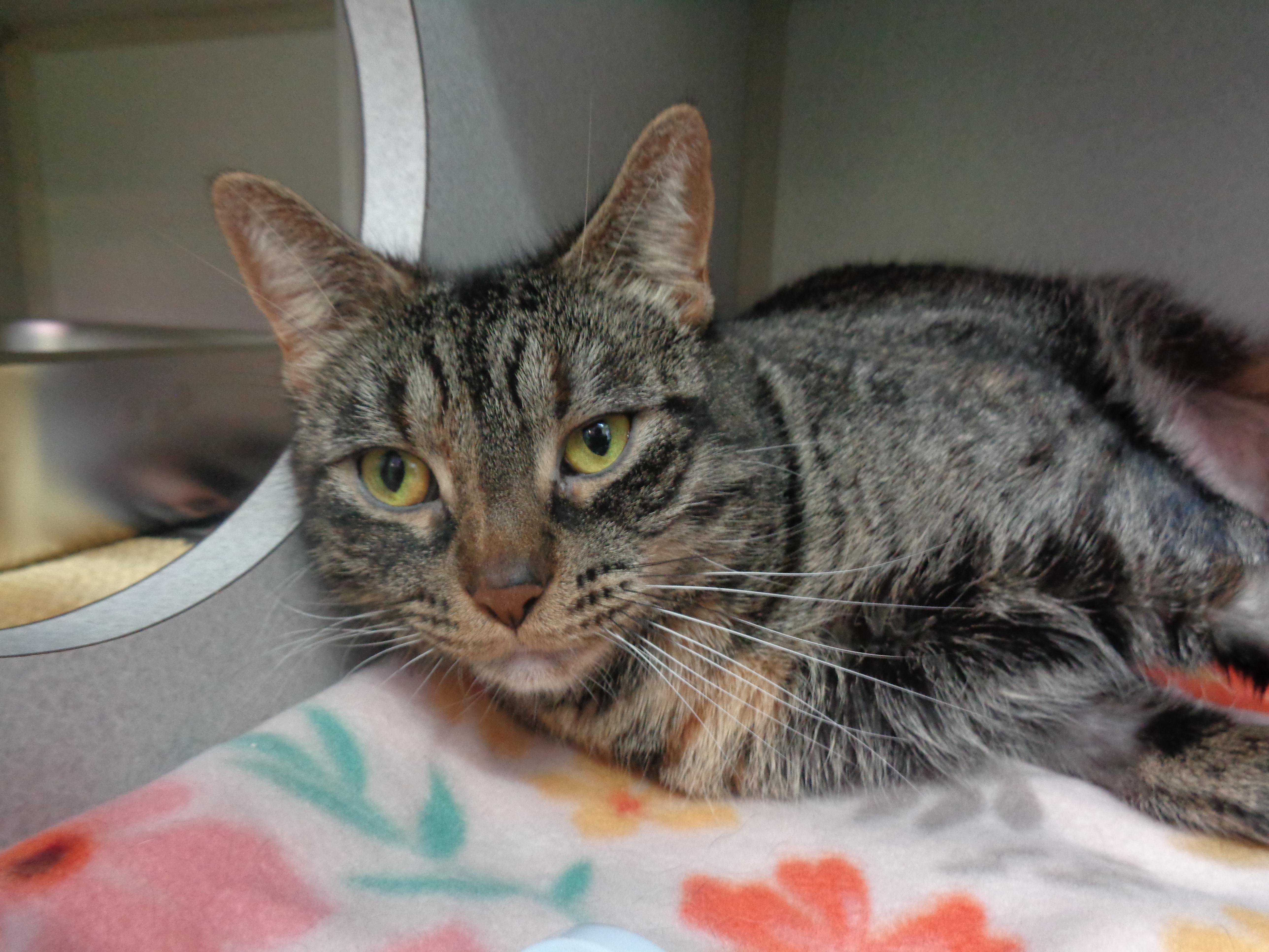 FAUNA, a Adoptable Tiger in Delhi, NY image 6/6