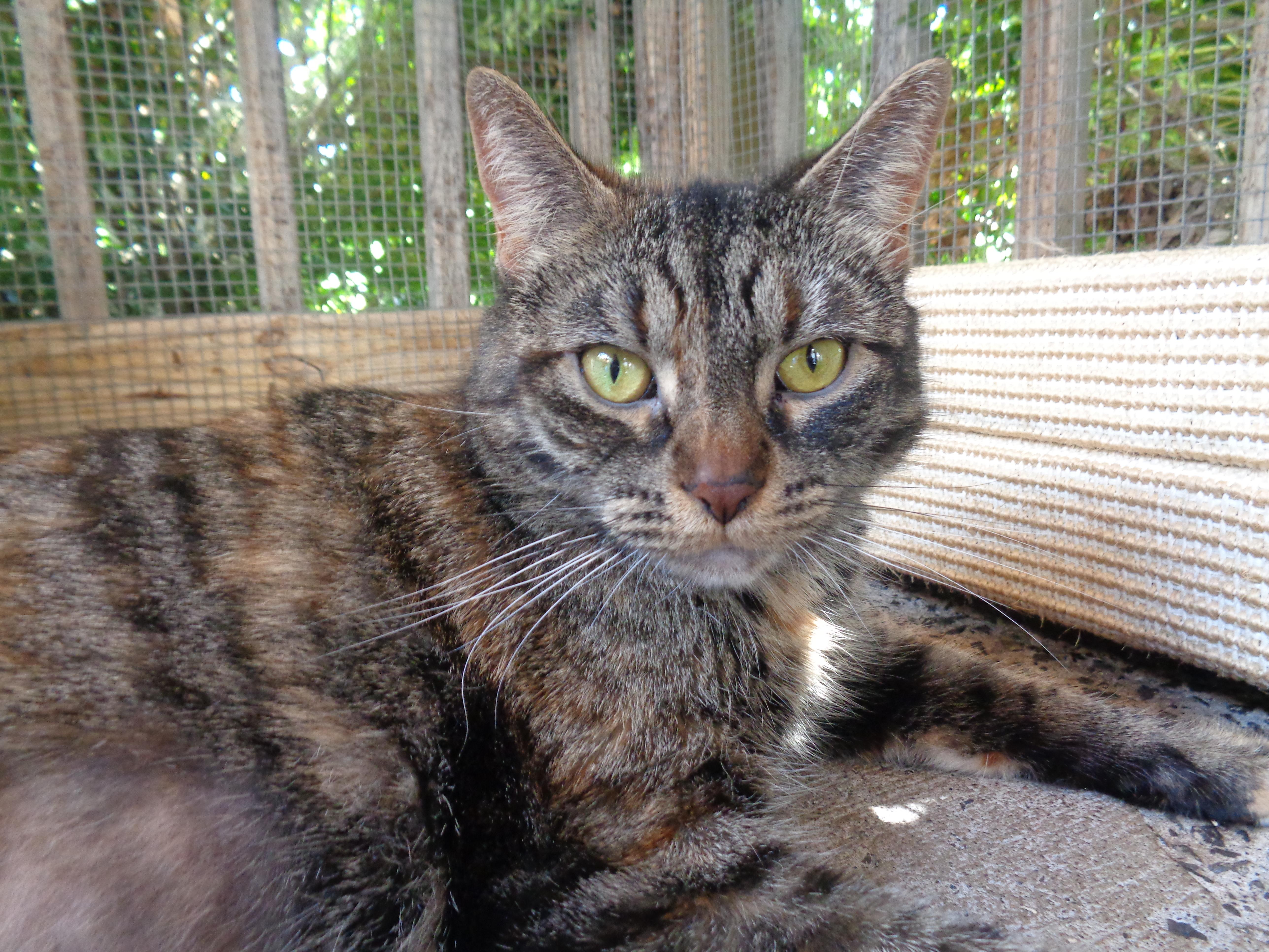 FAUNA, a Adoptable Tiger in Delhi, NY image 5/6