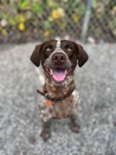 Cowboy, ADOPTABLE, Young Male Australian Cattle Dog / Blue Heeler.