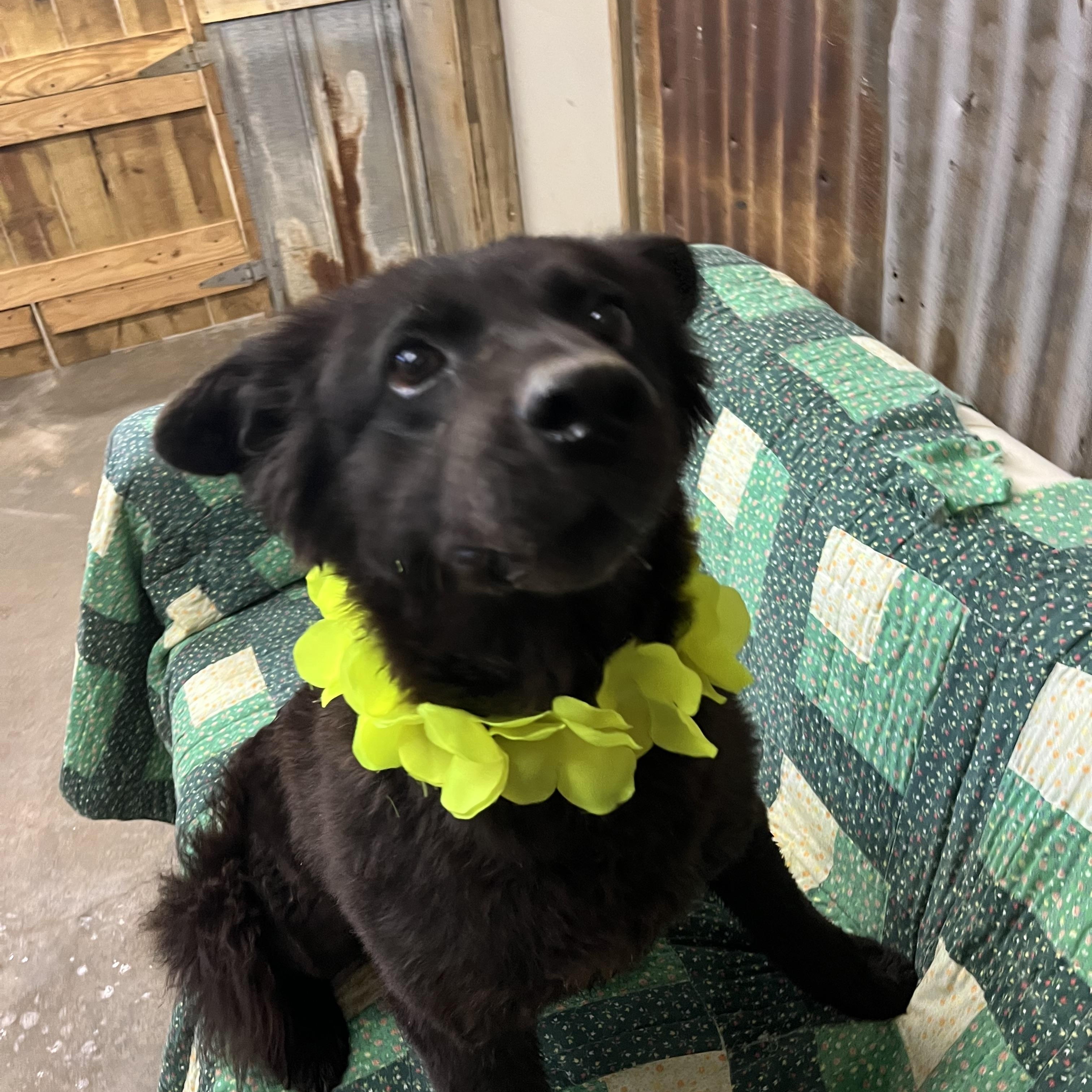 Ursa, Adoptable, Adult Female Chow Chow & Black Labrador Retriever.